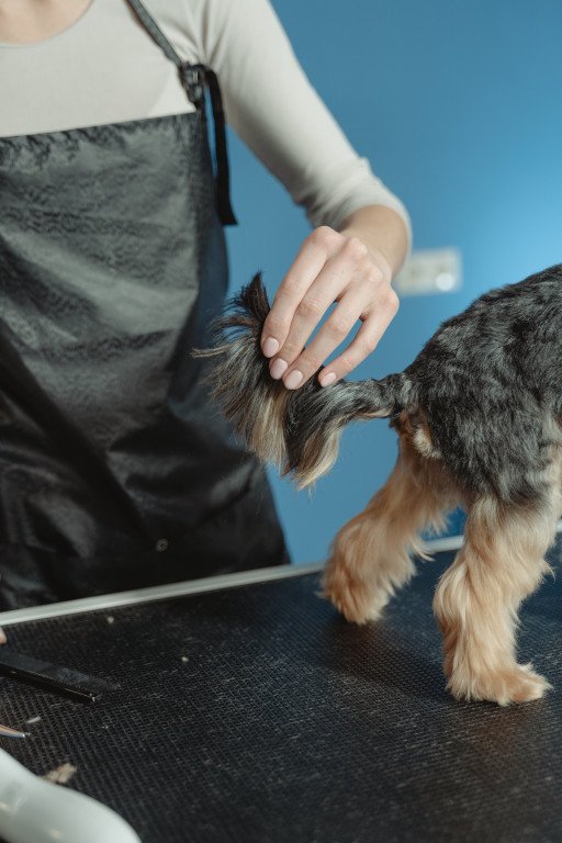 An Ultimate Guide to Finest Pampered Paws Grooming: Redefining Pet Care