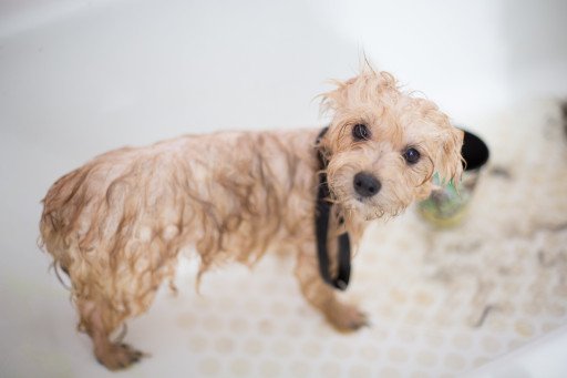 Comprehensive Guide to Affordable Pet Grooming