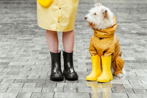 Unleashing Fun: The Ultimate Guide to Engaging Dog Activities for Rainy Days