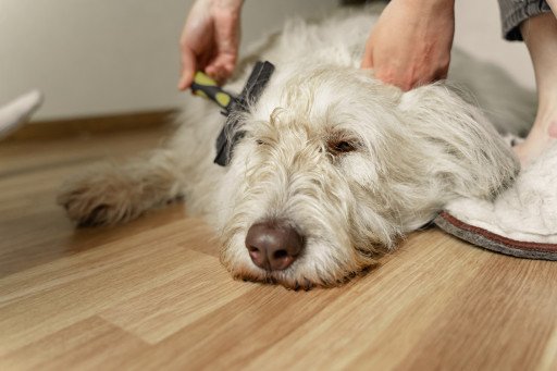 Benefit From The Most Affordable And Excellent Pet Grooming Services Near You