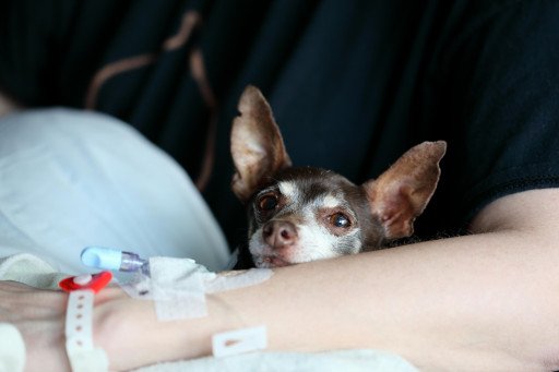 Comprehensive Guide to Hyperkeratosis Treatment in Dogs