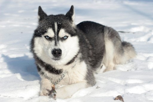 The Ultimate Guide to Husky Breeds: Discovering the Many Faces of the Siberian Husky