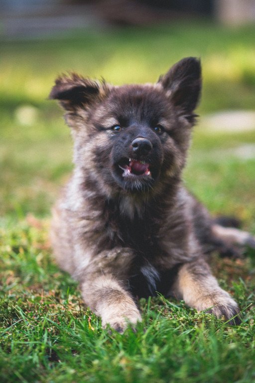 The Ultimate Guide to Royal Canin Puppy German Shepherd: Premium Nutrition for Your Growing Shepherd