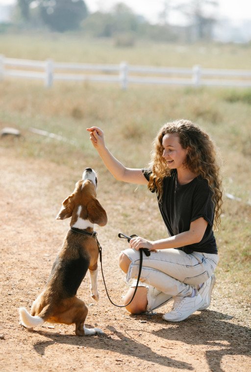 The Ultimate Guide to Happy Doggos: Ensuring a Joyful Life for Your Canine Companion
