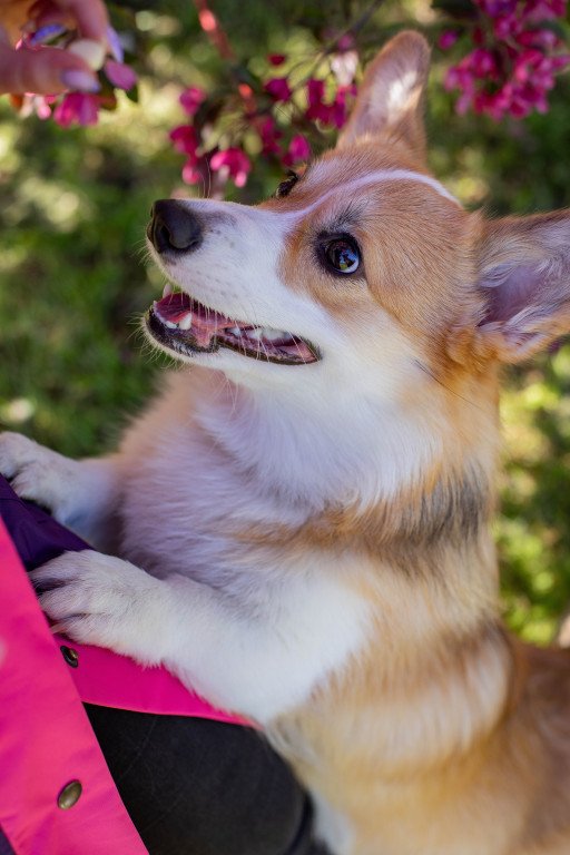 All About Welsh Corgis: The Enchanting and Loyal Canine Companions
