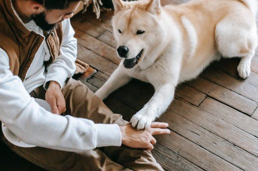 Mastering Unique Command Words for Exceptional Dog Training