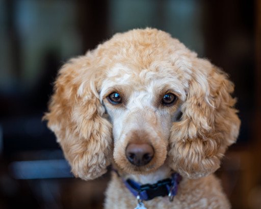 The Ultimate Guide to Choosing the Perfect Beige Dog Collar for Your Furry Friend