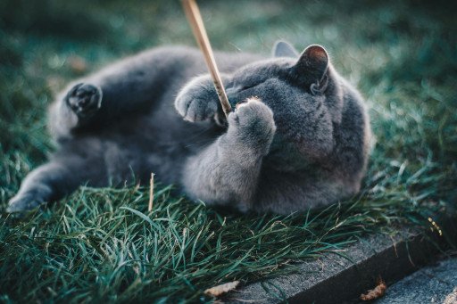 The Comprehensive Guide to Adopting a Russian Blue Cat Locally