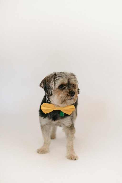 selecting the perfect dog bow tie collar
