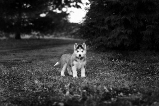 Understanding Siberian Husky Puppy Costs and the Factors Influencing Them