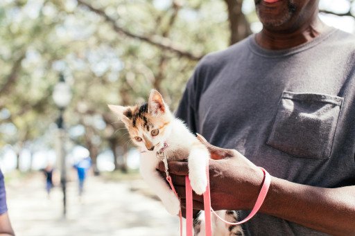 The Ultimate Guide to Choosing the Perfect Kitten Harness and Leash