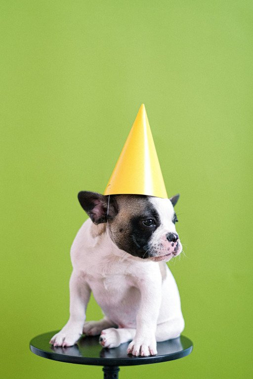 The Ultimate Guide to Capturing Unforgettable Dog Birthday Pictures