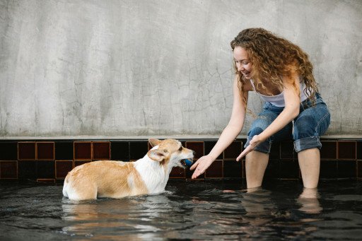 The Comprehensive Guide to Pembroke Welsh Corgi: Breed Insights for Dog Enthusiasts