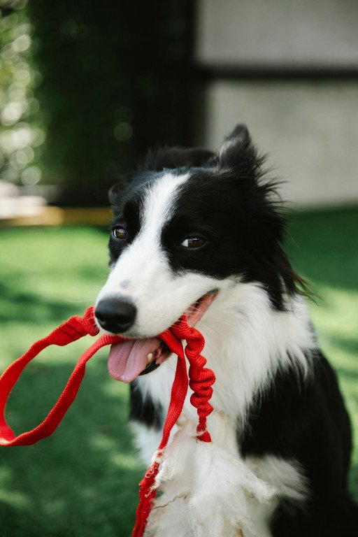 The Ultimate Guide to Choosing the Best Leash for Large Dogs That Pull