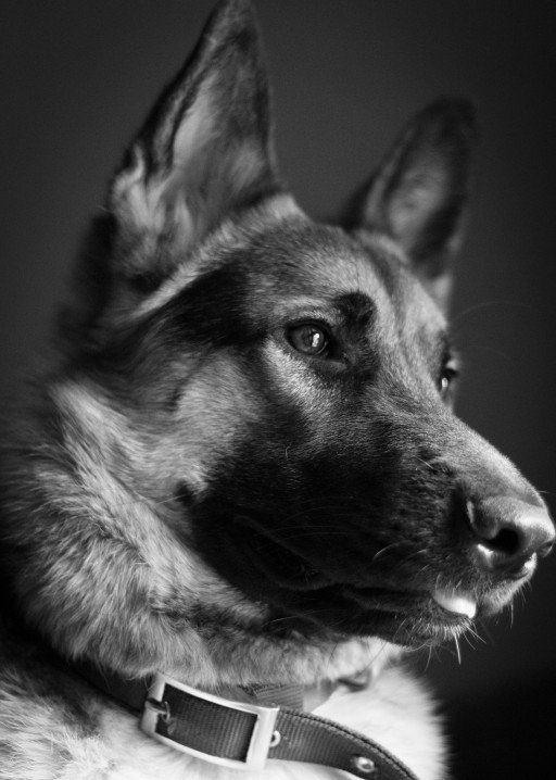 The Ultimate Guide to the Majestic German Shepherd Dog in Photography