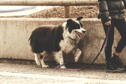 The Ultimate Guide to Training Your Puppy to Walk on a Leash Like a Pro