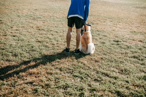 Mastering Dog Sit Stay Training: An In-Depth Guide for Perfect Obedience